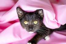 Do adopcji cudny miś