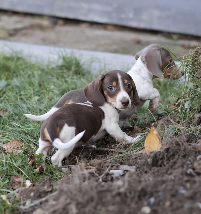 Szczeniak jamnik piebald/ nie merle