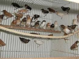 Vendo bengalins sexados boas amas