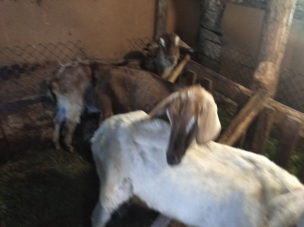 Продам козла, коз, козлят