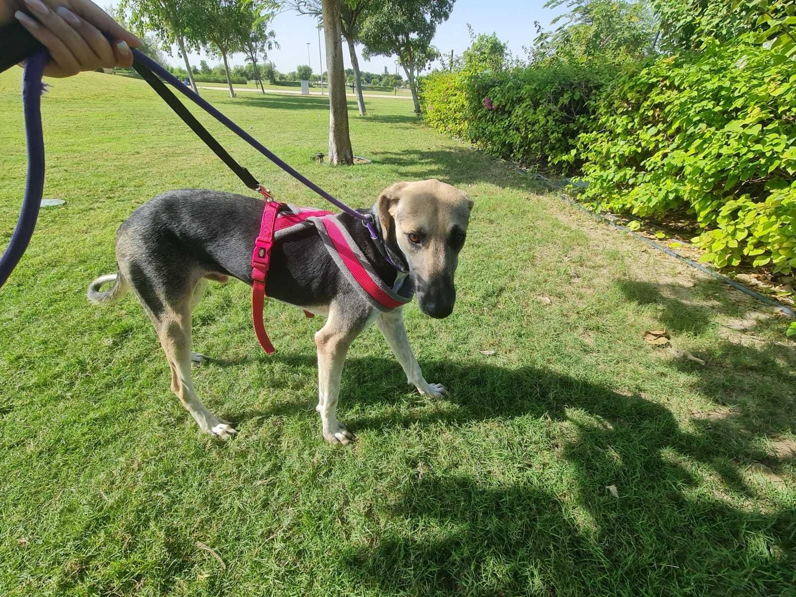 Cudem ocalały Patrick w typie charta perskiego saluki