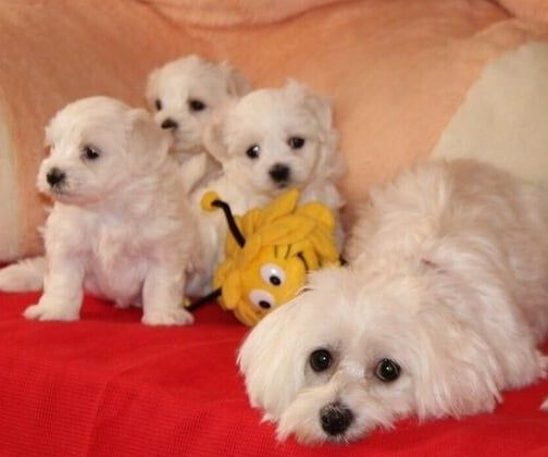 Ostatnie dwie sunie oddam w dobre rece