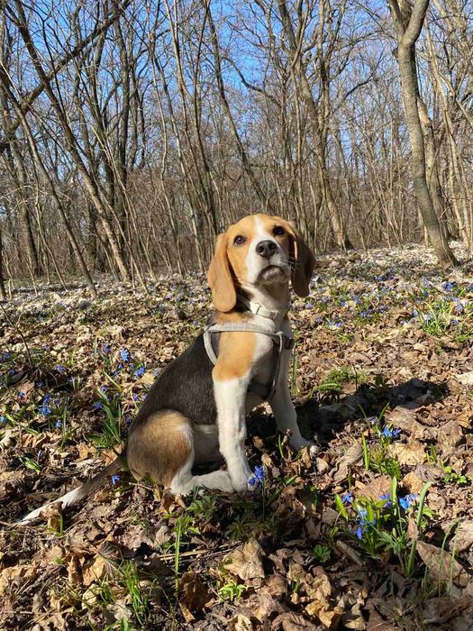 Продам собаку Бігль