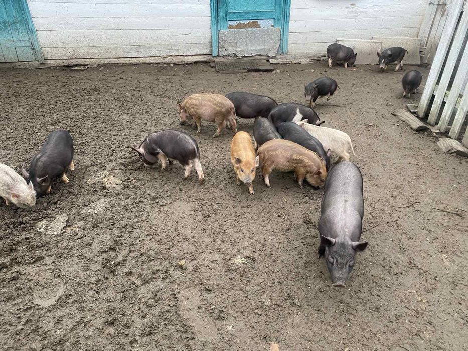 В'єтнамські поросята кармали