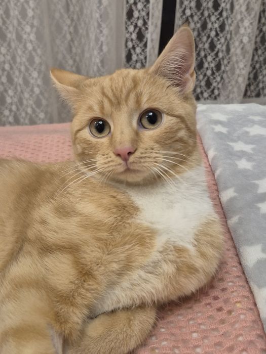 Kotka Celinka  szuka domu