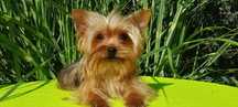 Yorkshire terrier suczka z rodowodem i paszportem
