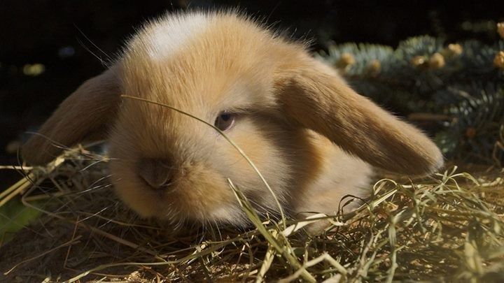 Mini lop do odbioru, mini lopy, karzełek teddy Poznań, miniaturka,