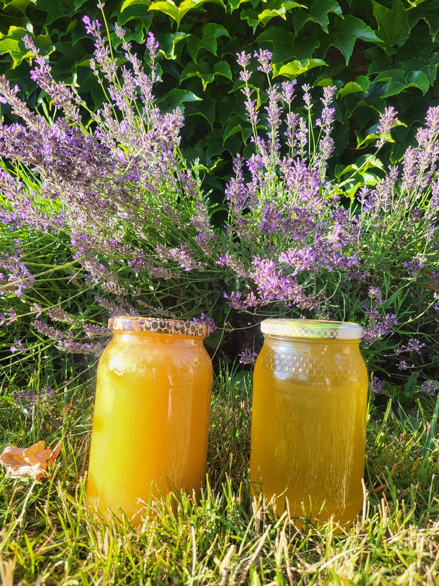 Miód leśny z wlasnej pasieki 0.9l