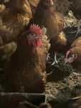 Kury Nioski Rosa 1 Leghorn Messa.Kurki z jajkiem z wolnego-wybiegu.
