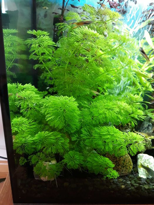 Roślina akwariowa Limnophila Sessiliflora