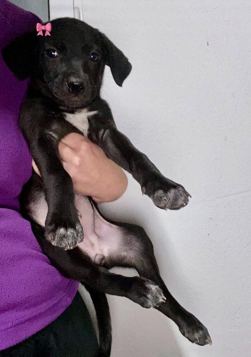 Cachorrinhos 2 meses e meio, muito meigos, adoção responsável