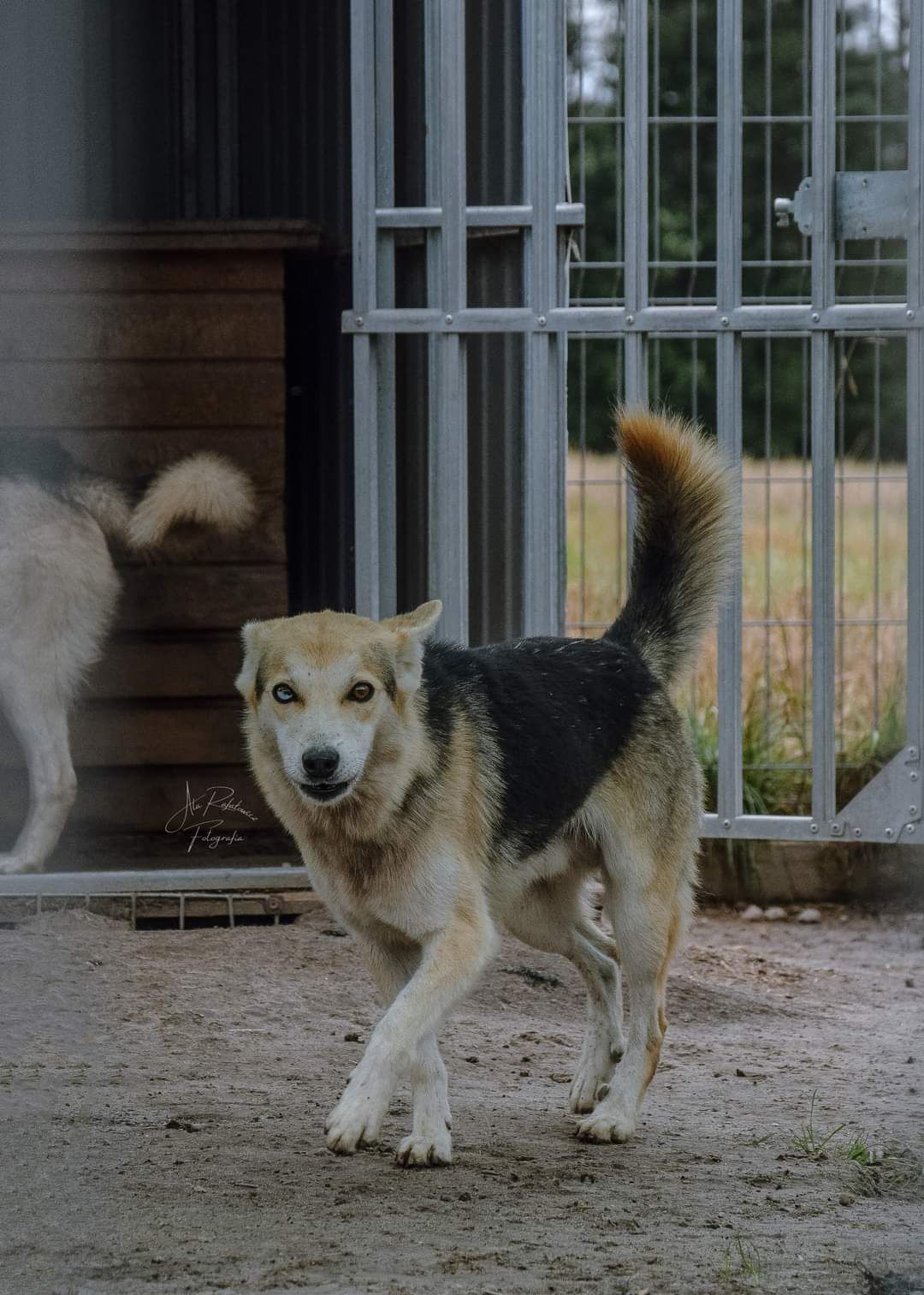 Gaspar z niebieskim okiem szuka domu.