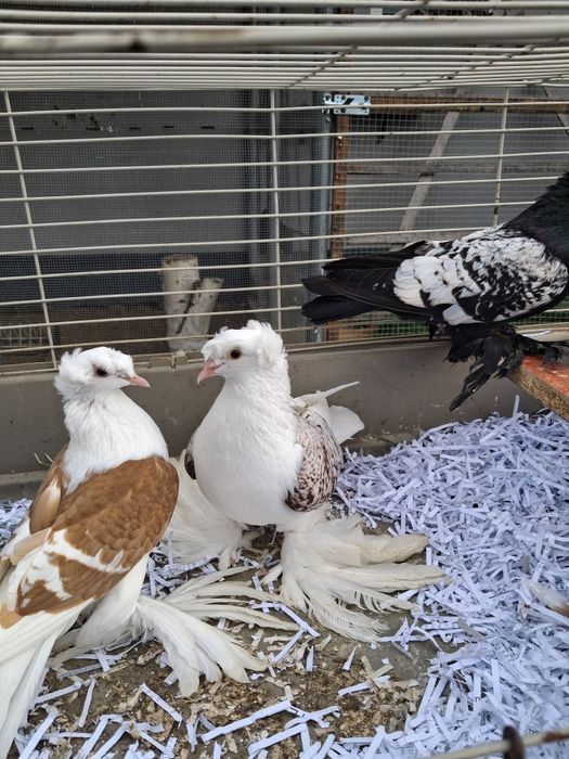 Gołebie ozdobne saksońskie