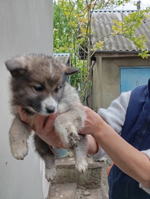 Цуценята 3500 лайка