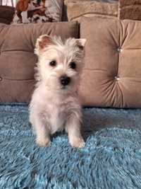 West Highland White Terrier