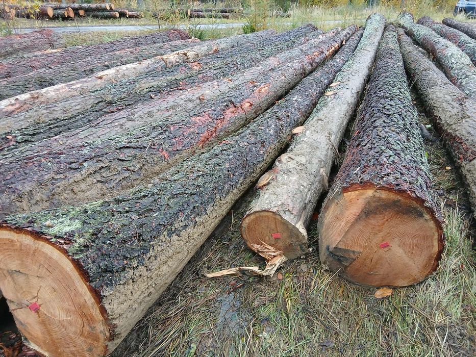 MODRZEW , dłużyca tartaczna , kloce