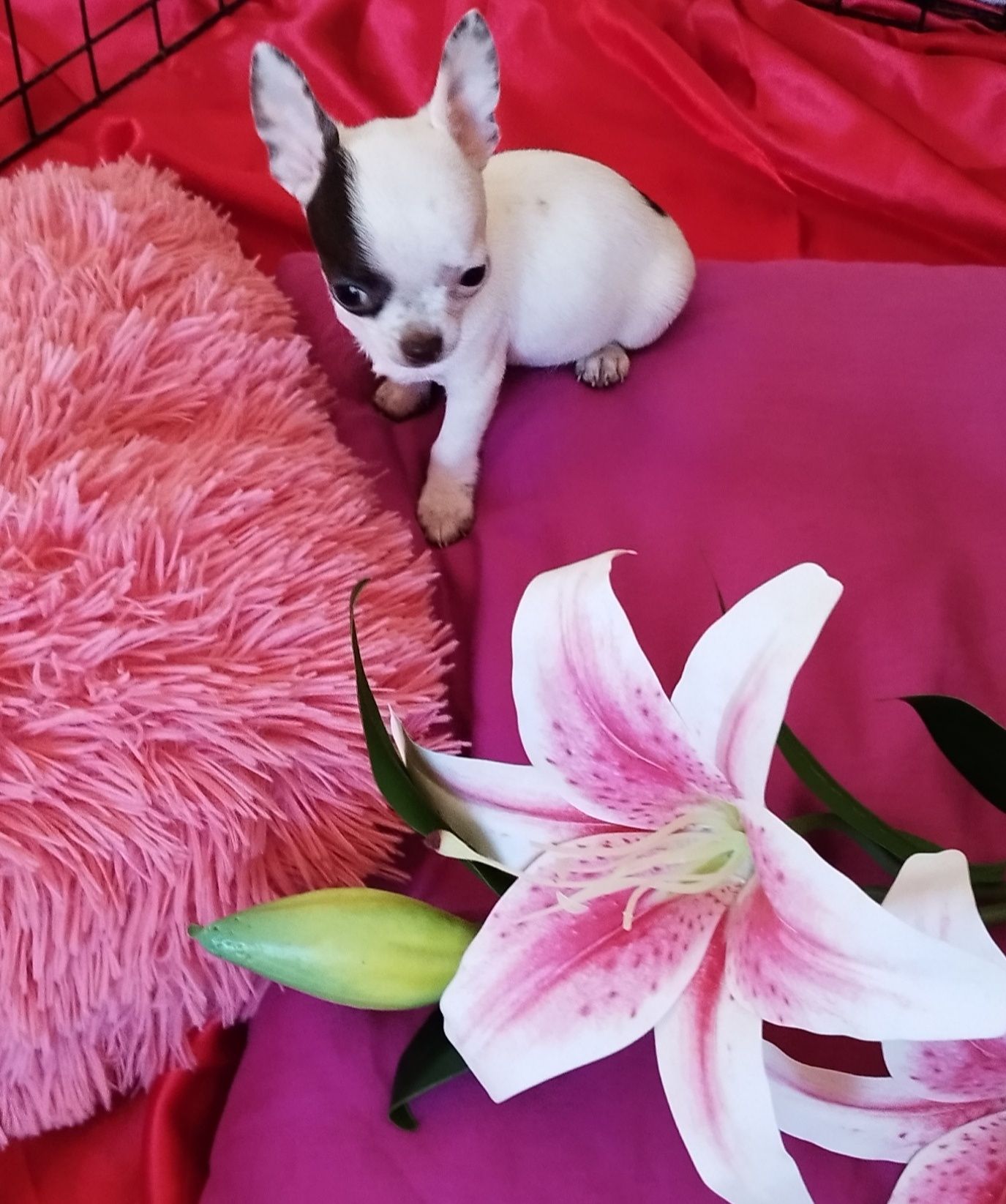 Chihuahua mini piesek
