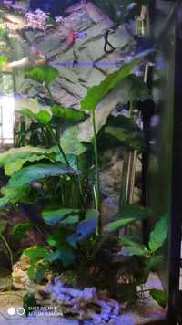 Anubias olbrzymi roślina akwariowa