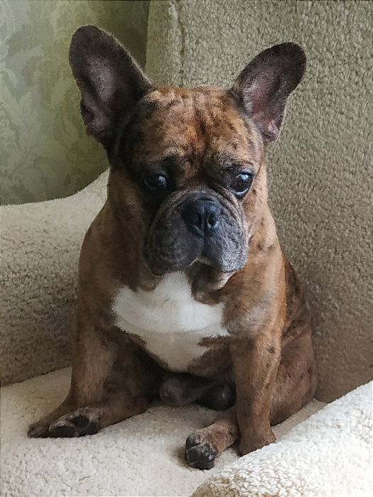 Кобель французского бульдога