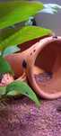 Caracol Tylomelania mini carbo