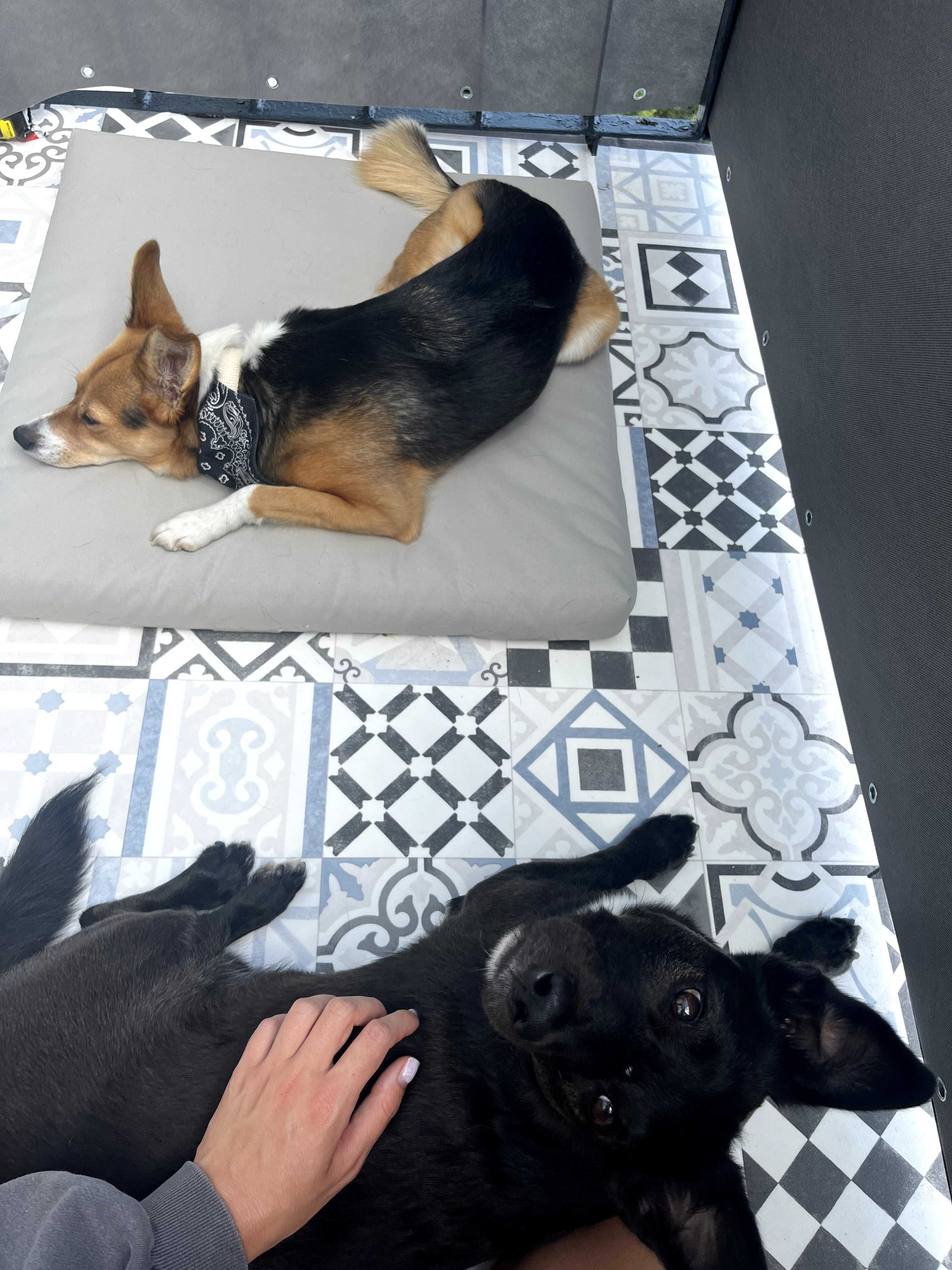 Olga petsitter na Petsy.pl, ceny od 35 zł, 10% rabatu z kodem GDNP10