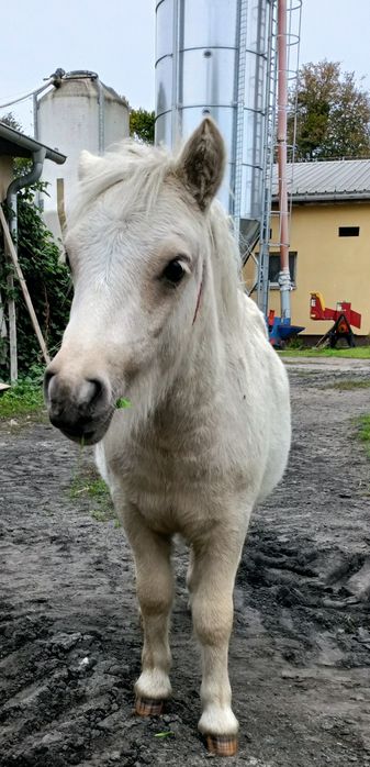 Konie ,kucyki,kucyk,kuc