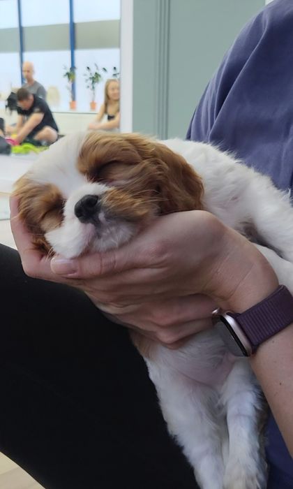 Cavalier King Charles Spaniel Chłopiec Blenheim
