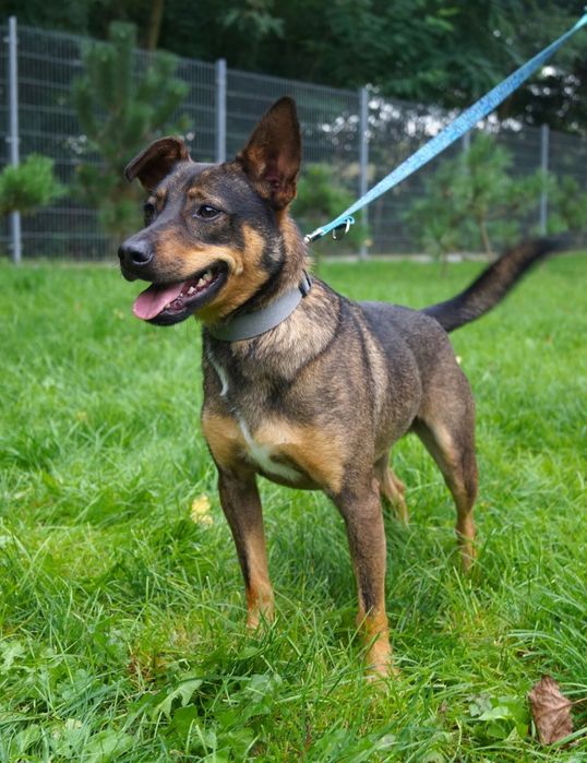 Mały Aviko do adopcji