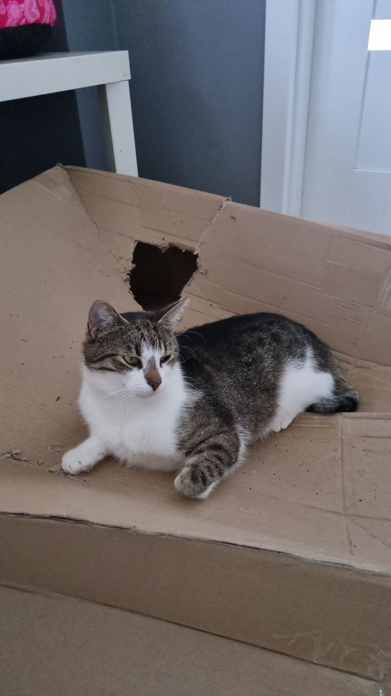 Garbek młody, kochany kocur kot do adopcji!