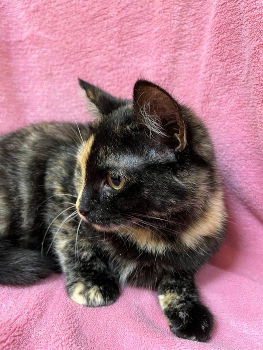 Кошеня дівчинка 5-6 міс. Трьохмасна. Шукає сімʼю!