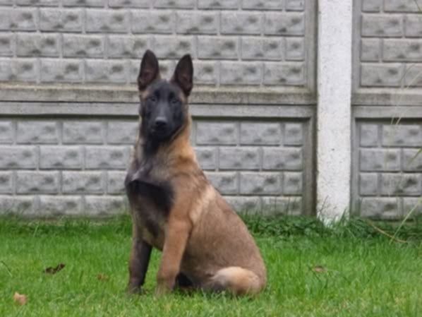 Owczarek belgijski malinois suczka