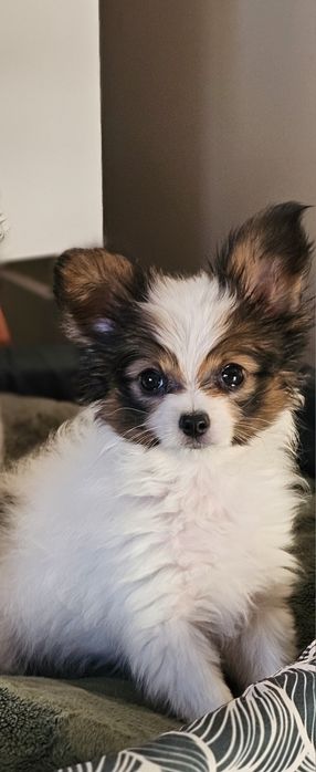 Papillon ZKwP/FCI - Spaniel Kontynentalny