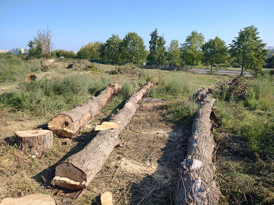 Wycinki drzew ciecia drzew karczowanie korzeni gałęzie pilarz drwal
