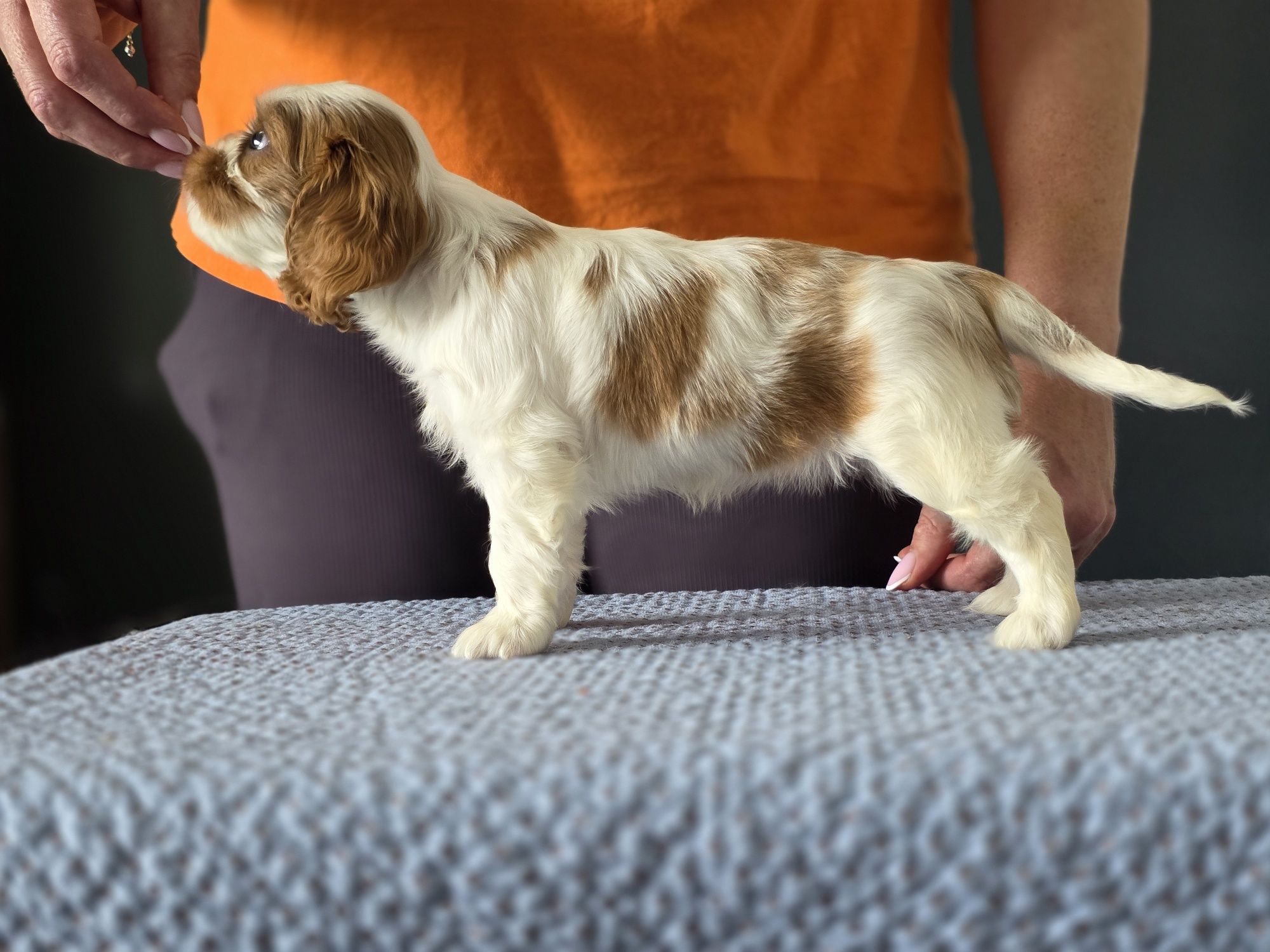 Cavalier King Charles Spaniel