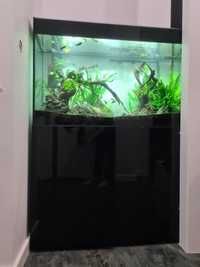 Akwarium aquael glossy, czarne z szafką, 215l, komplet z życiem