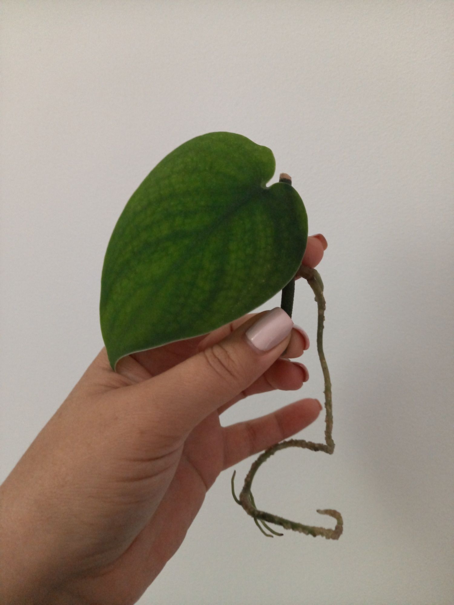 Scindapsus Jade Satin