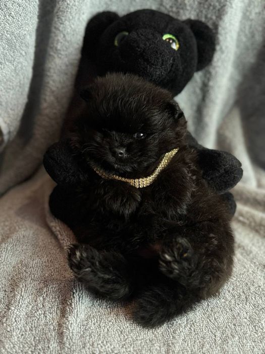 Чорні та кремові цуценята шпіц