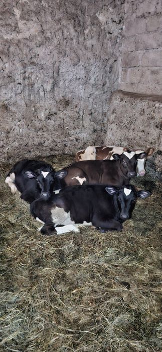 Cielaki byczki żeruny mięsne