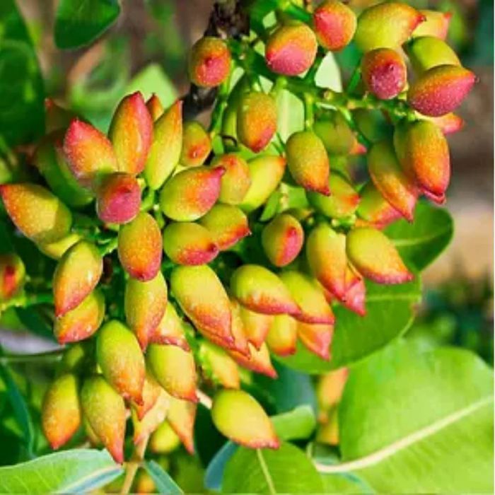 Саджанці фісташки ОПТ–Роздріб / Саженцы фисташки ОПТ–Розница