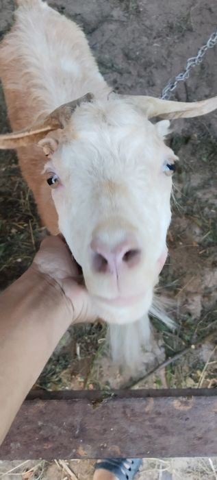Продається хороша велика коза