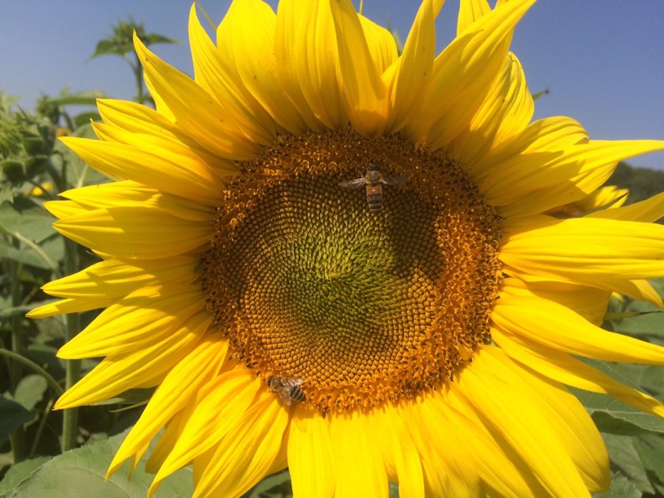 Сонях з різноцвітом, різноцвіт, мед