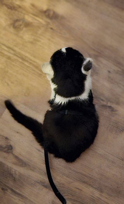 Kocurek Koleżka szuka lokum.