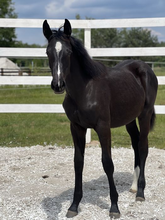 Klacz skokowa wysoka