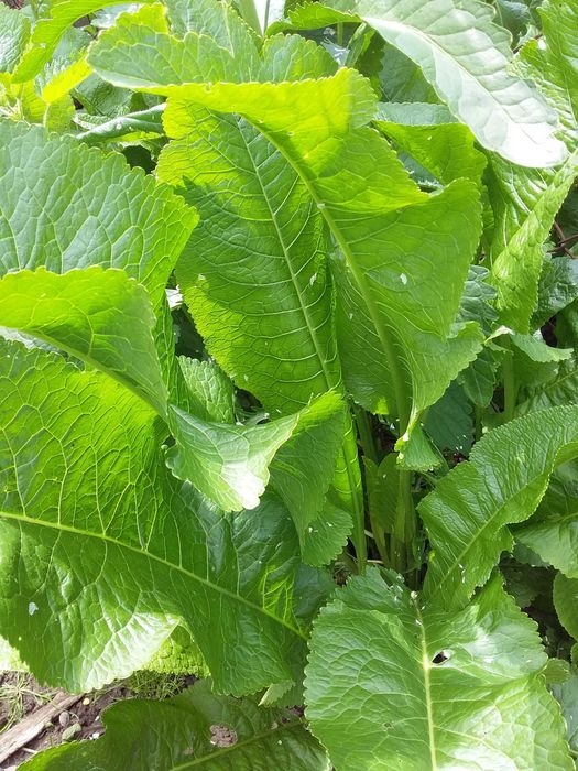 корінь хрону,свіже листя