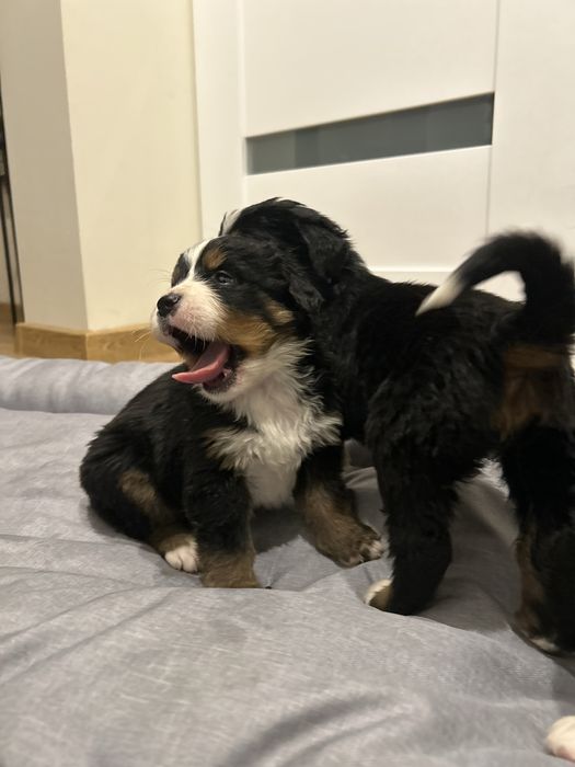 Berneński pies pasterski do rezerwacji