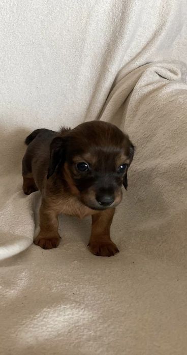 Рыженькие щенки таксы