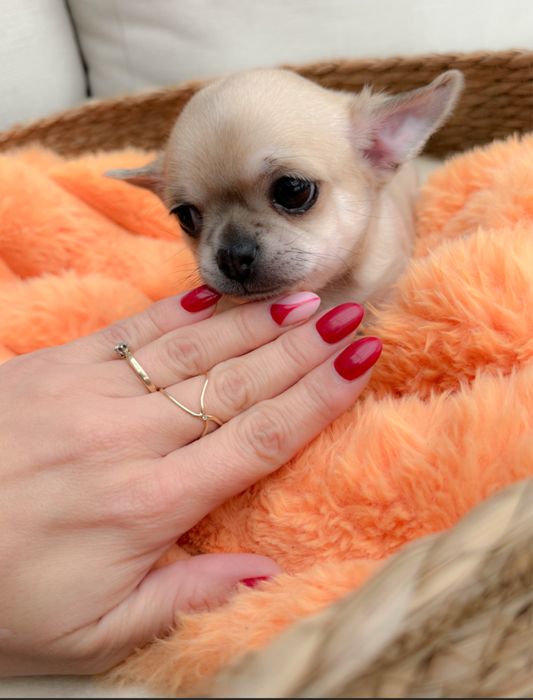 Piękny chłopiec chihuahua krótkowłosy.