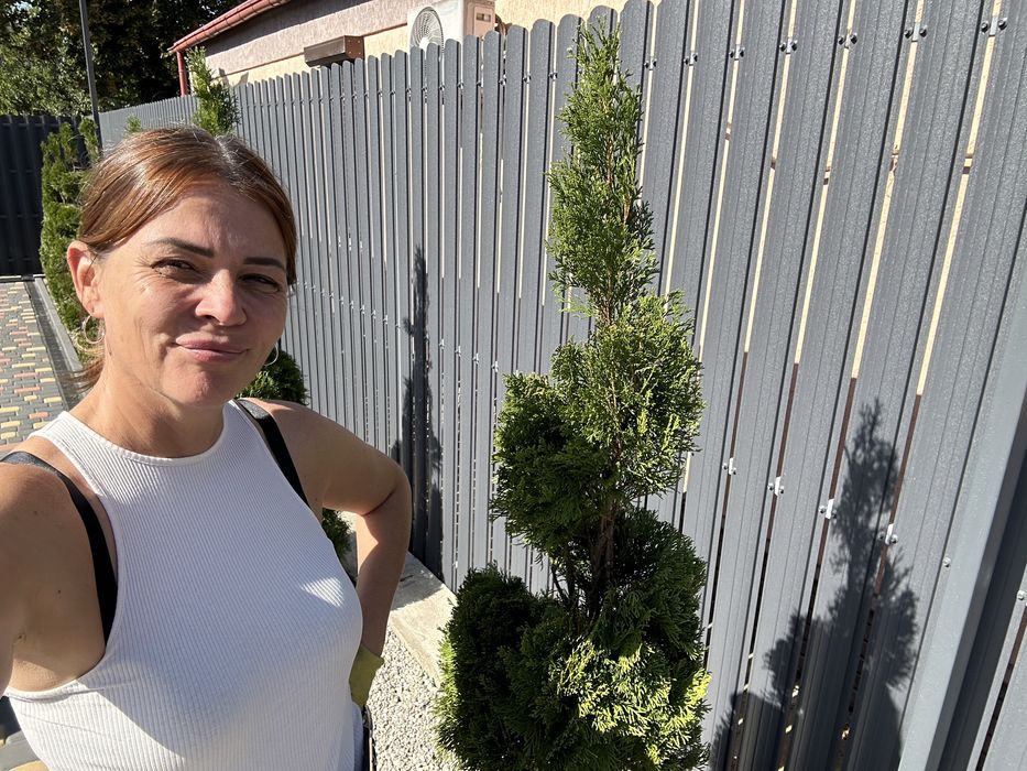 Стрижка хвойних рослин ,