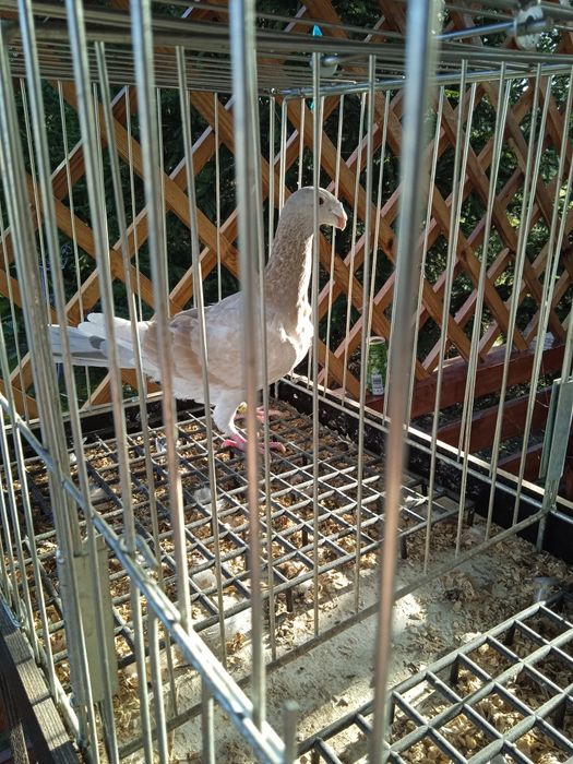 Samica ozdobna rzeszowska rzeszowskie garbonos garbonosy