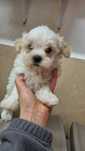 Bichon maltes fêmea